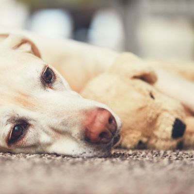 como personalizar la despedida de tu mascota